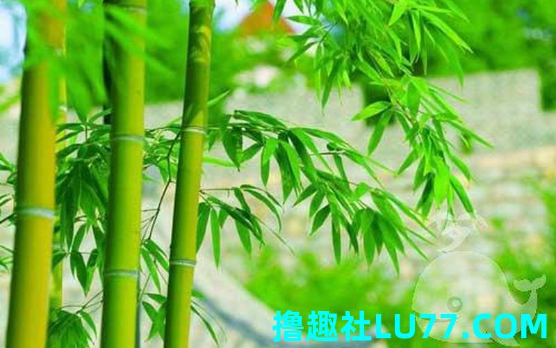 梦见质量好
