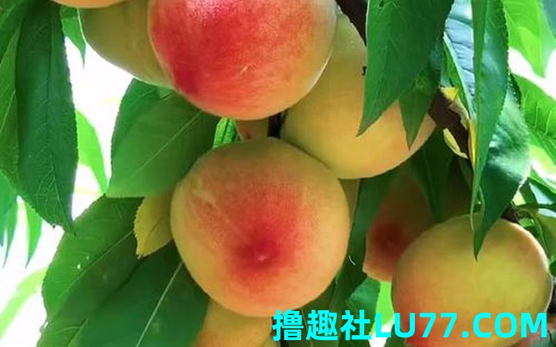 梦见自摘番桃