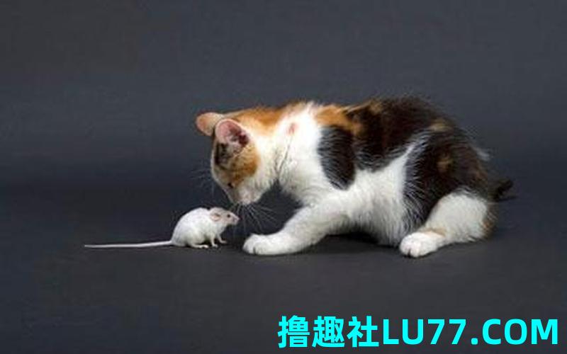 老鼠梦见猫