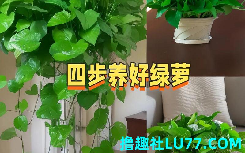 梦见载绿萝