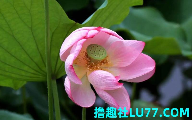 梦见荷花缠身