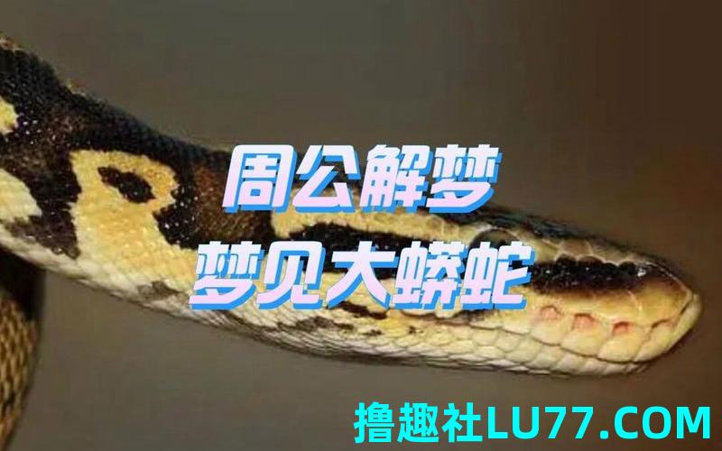 梦见院里大蛇 梦见院里大蛇