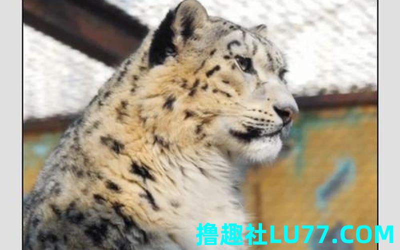 梦见被雪豹 梦见被雪豹