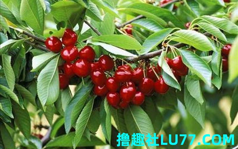 梦见 樱桃树 梦见 樱桃树
