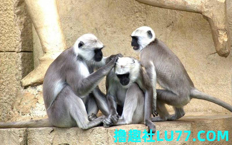 梦见猴子