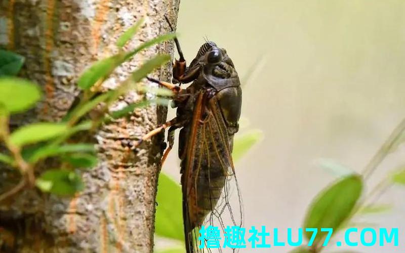 梦见找蝉虫 梦见找蝉虫