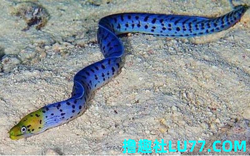 梦见鳗鱼