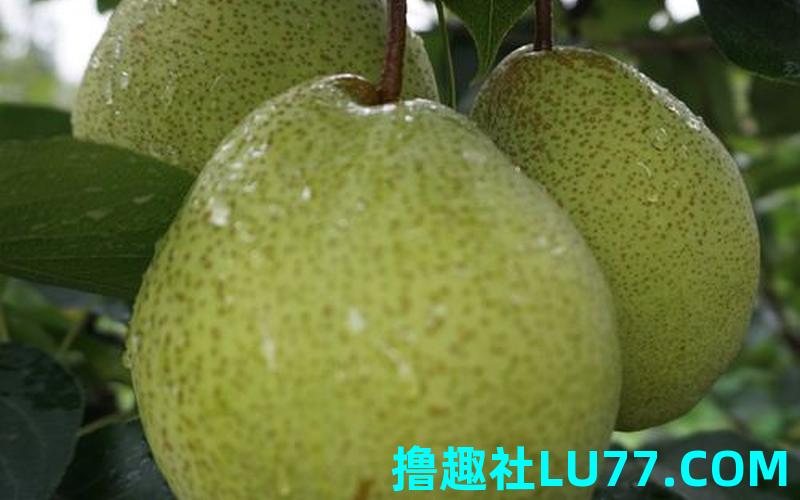 梦见树无头 梦见树无头