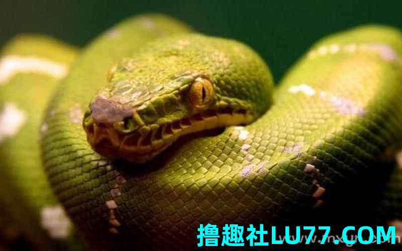 梦见蛇吃人代表什么