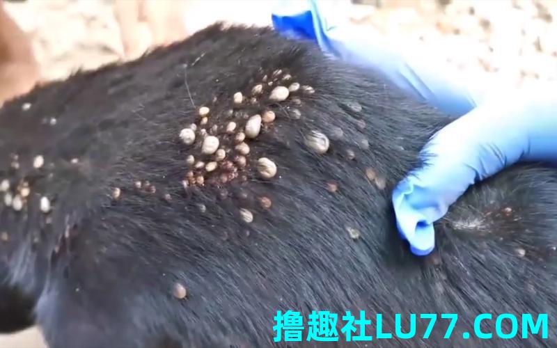 梦见身上长满了虫子