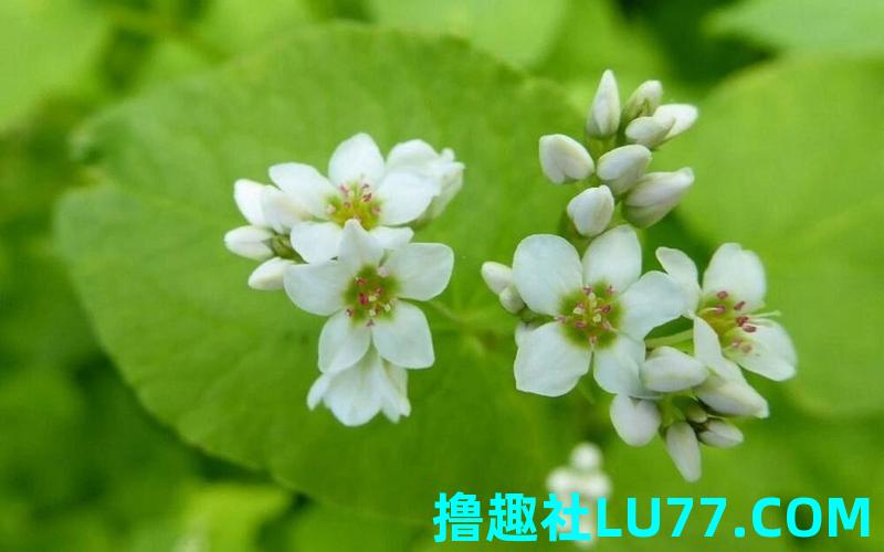 梦见荞