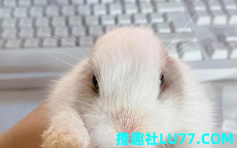梦见被白色兔子咬 梦见被白色兔子咬