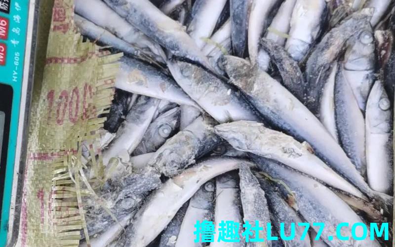 梦见冻鱼活了