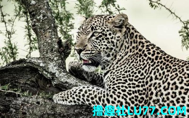 梦见小豹子是什么意思
