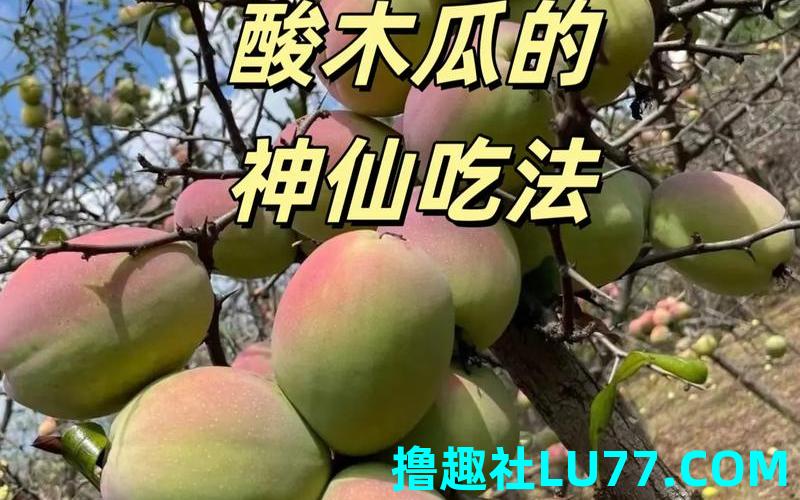 孕妇梦见摘酸木瓜 孕妇梦见摘酸木瓜