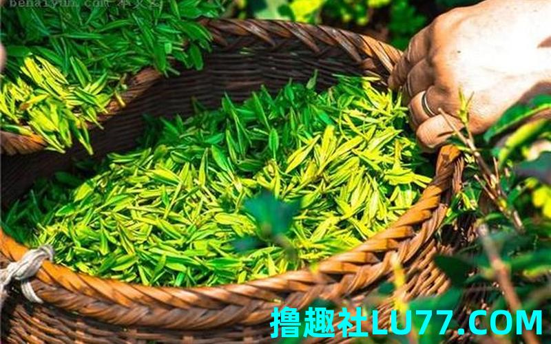 梦见茶子 梦见茶子
