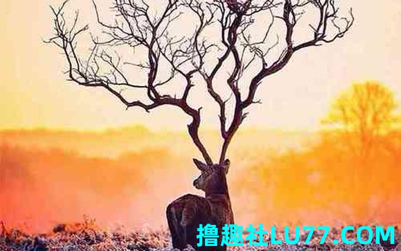 梦见鹿孕妇 梦见鹿孕妇