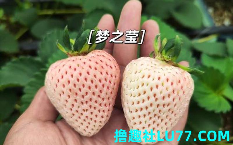 梦见草莓球