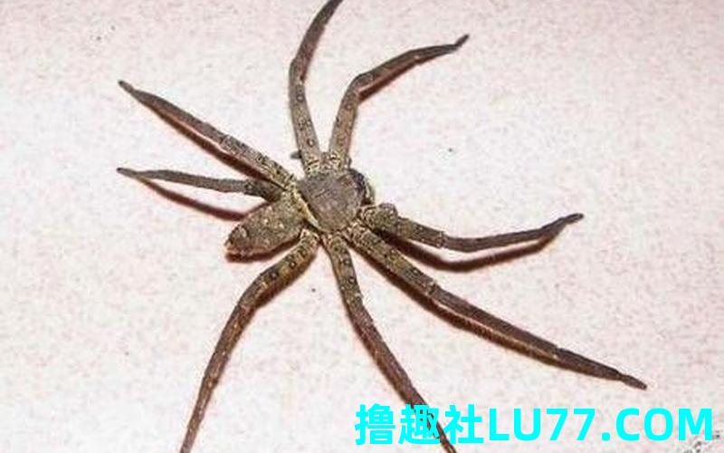 梦见自己抓蜘蛛 梦见自己抓蜘蛛