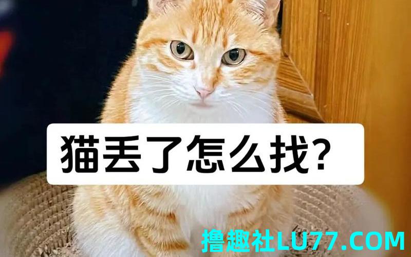 梦见猫失而 梦见猫失而