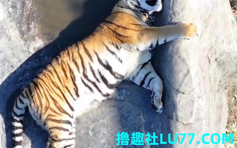 梦见忙虎