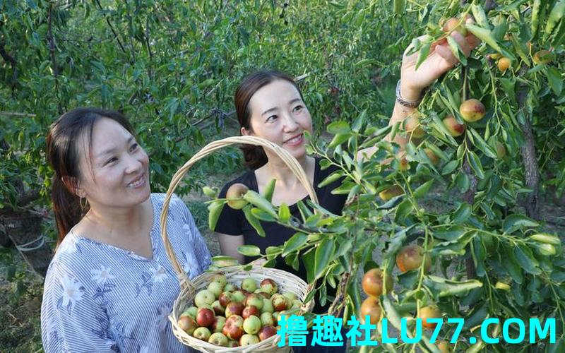 梦见摘俩个枣
