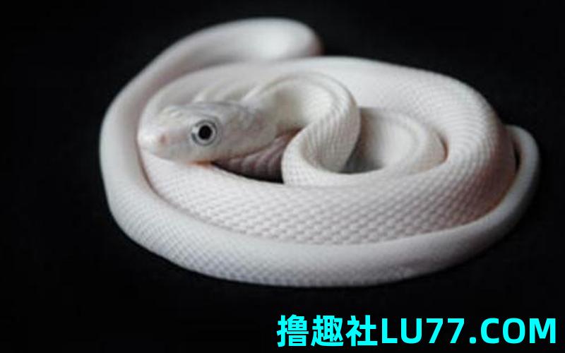 没怀孕梦见白蛇 没怀孕梦见白蛇