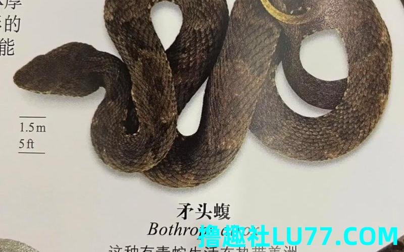 怀孕女儿梦见蛇