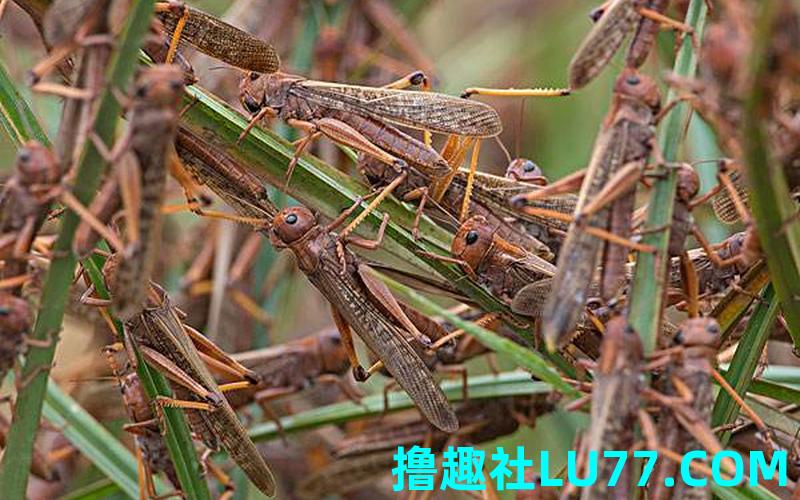 梦见虫灾爆发 梦见虫灾爆发