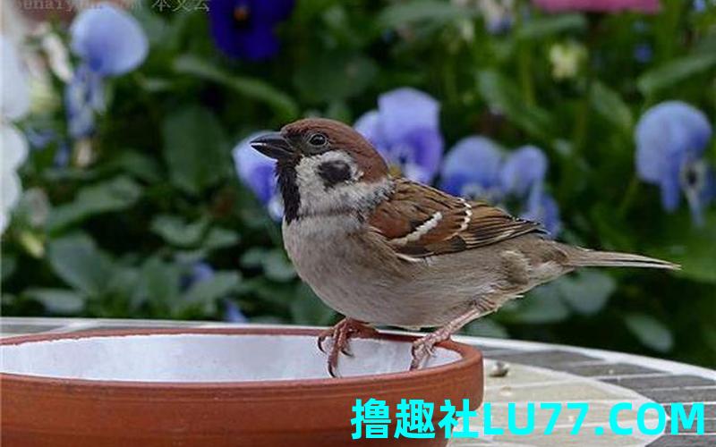 梦见麻雀在屋里飞 梦见麻雀在屋里飞
