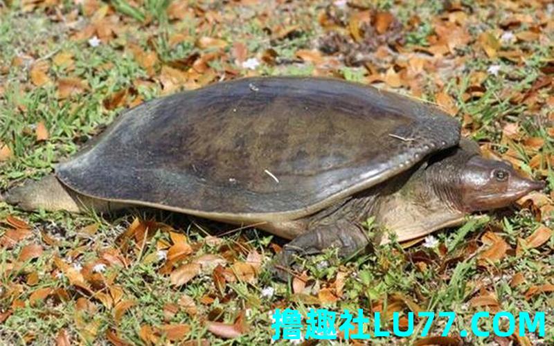 梦见杀鱉是什么意思