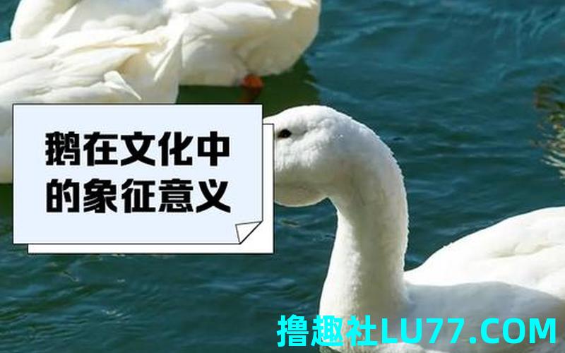 梦见鹅压着我 梦见鹅压着我