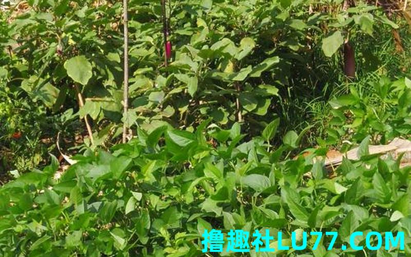 梦见在菜园子浇水 梦见在菜园子浇水