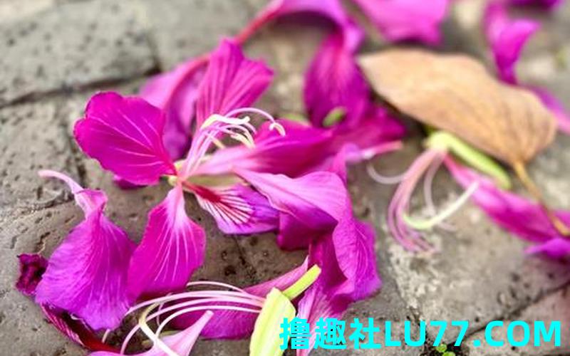 梦见花落满地 梦见花落满地