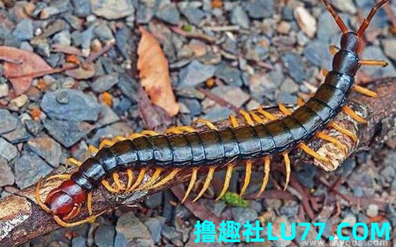 梦见蜈蜈蚣