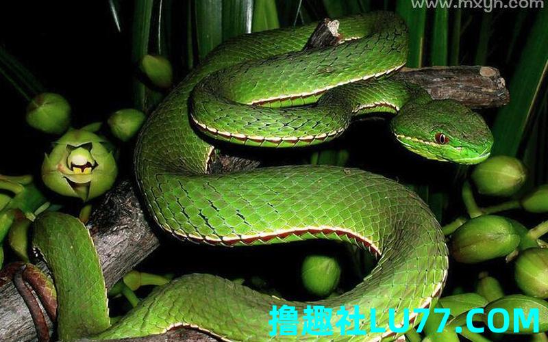 梦见玩青蛇