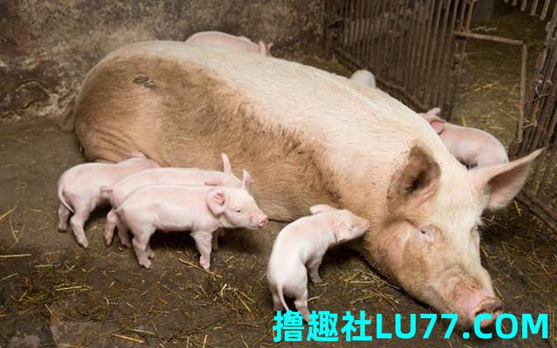 梦见飞进猪圈 梦见飞进猪圈