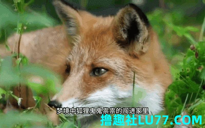 梦见狐狸抓脸 梦见狐狸抓脸