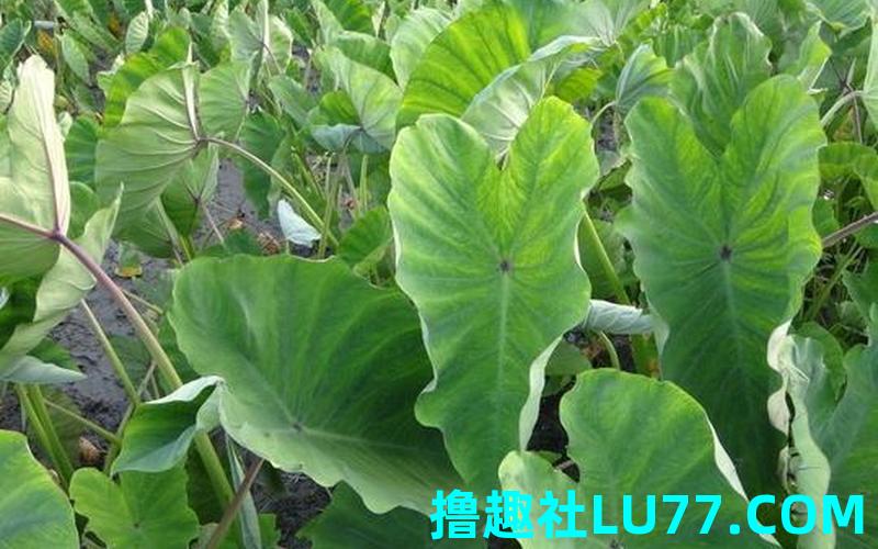 梦见芋