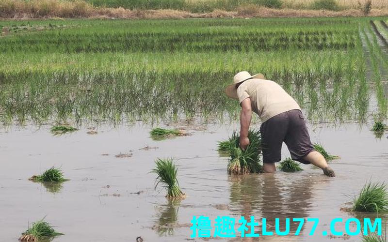 梦见秧