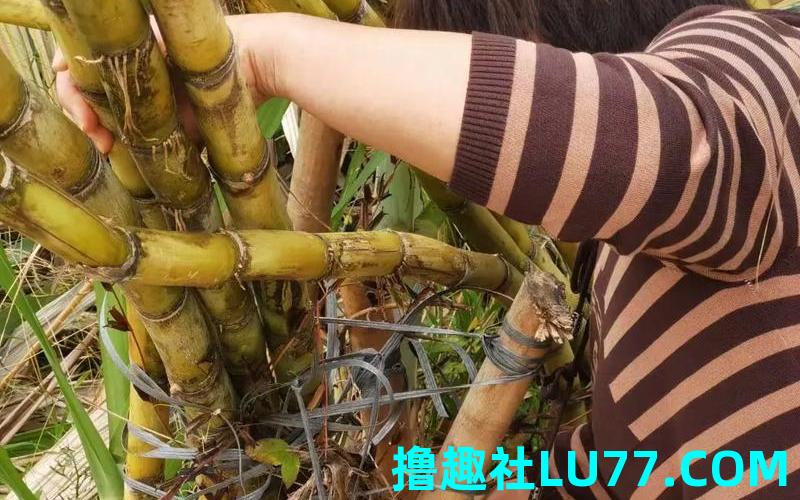 梦见釆甘蔗
