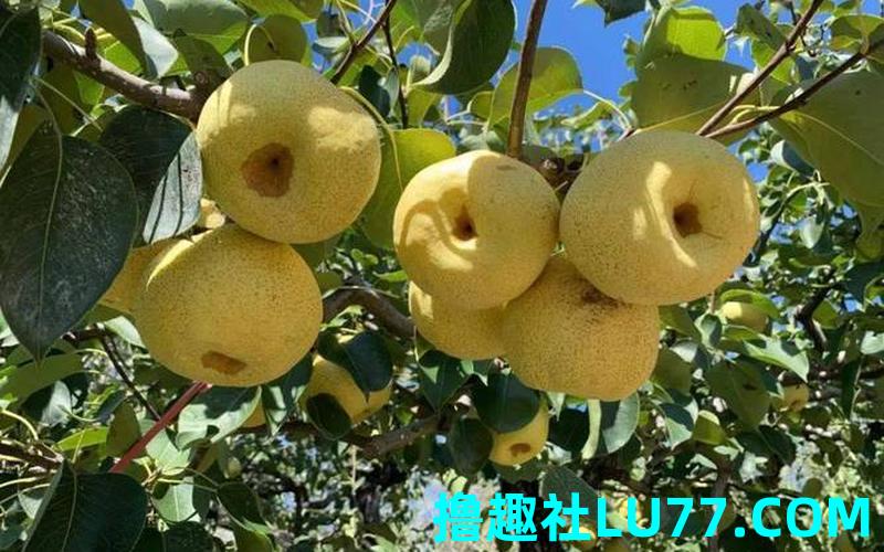 梦见蜜蜂梨