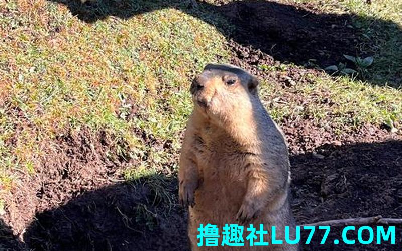 梦见地波鼠 梦见地波鼠