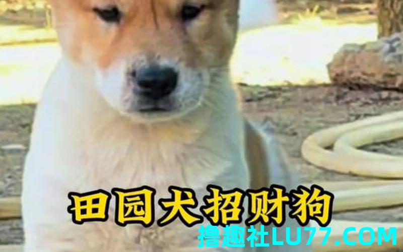 梦见花狗是