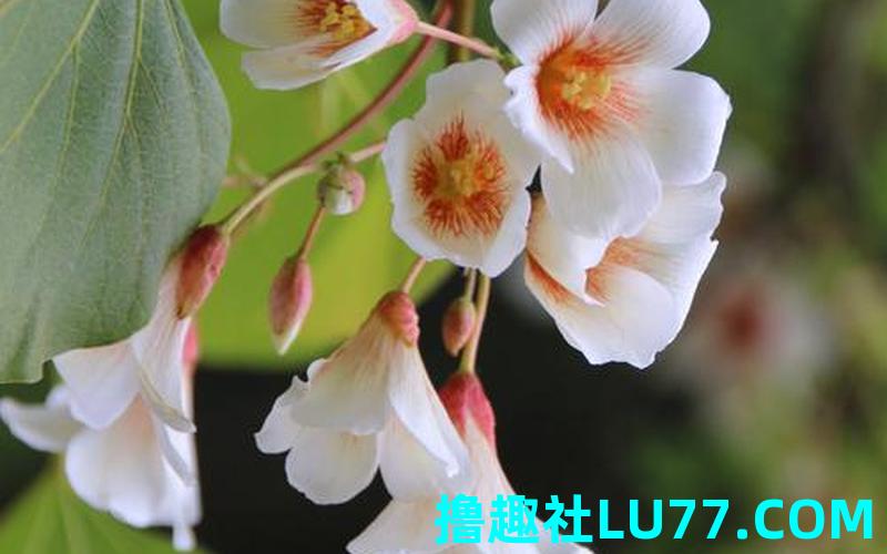梦见桐 梦见桐
