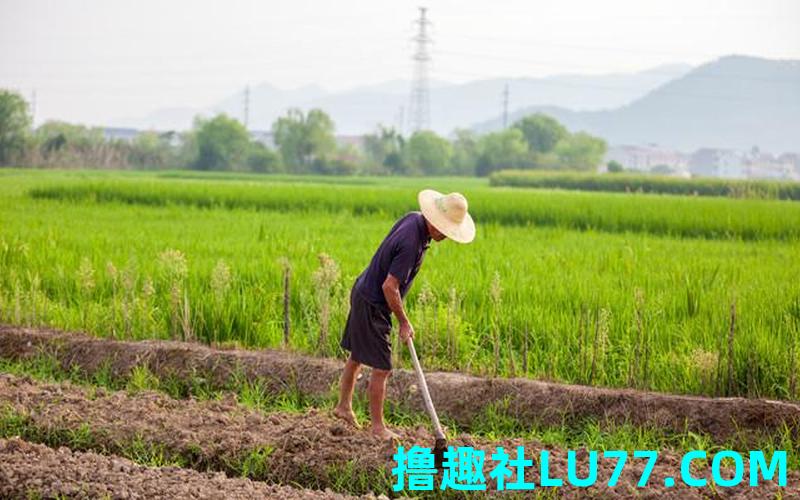 梦见自己种麦子 梦见自己种麦子