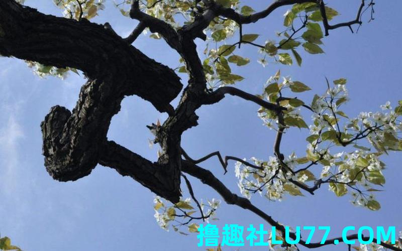梦见卸树枝 梦见卸树枝