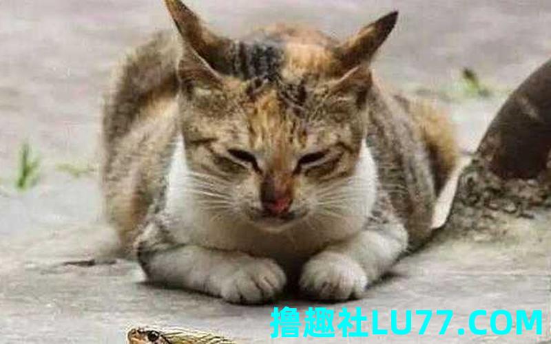 梦见猫抓 蛇 梦见猫抓 蛇