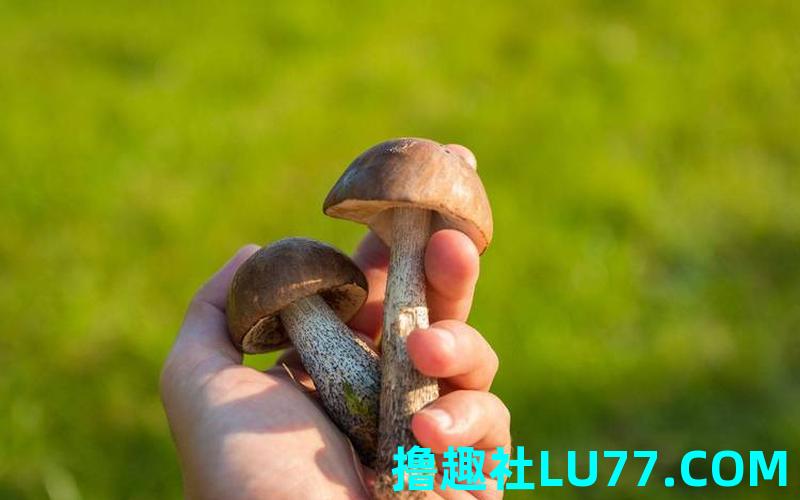 梦见药蘑菇