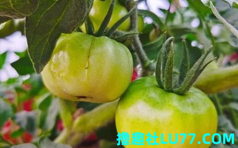 梦见种西红柿 梦见种西红柿